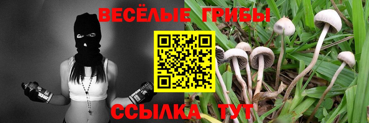 Галлюциногенные грибы Psilocybe Волжский